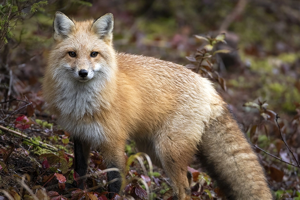 renard-roux-red-fox
