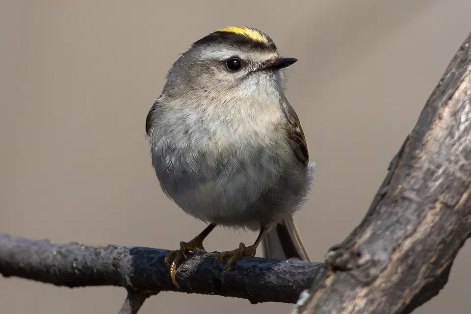 Animaux du Québec | Roitelet à couronne dorée