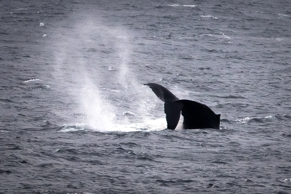 Animaux du Québec | Rorqual à bosse