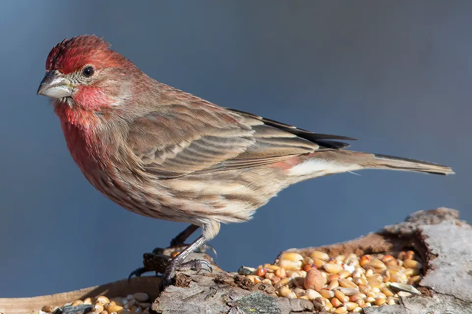 Animaux du Québec | Roselin familier