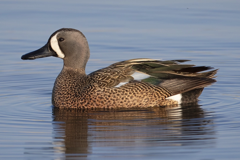 Animaux du Québec | Sarcelle à ailes bleues
