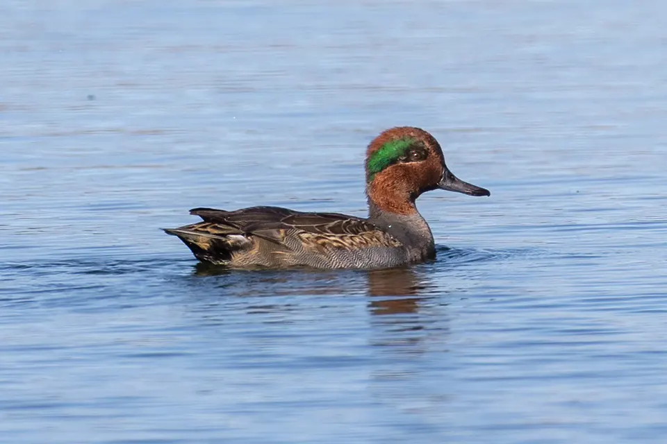 sarcelle-d-hiver-green-winged-teal