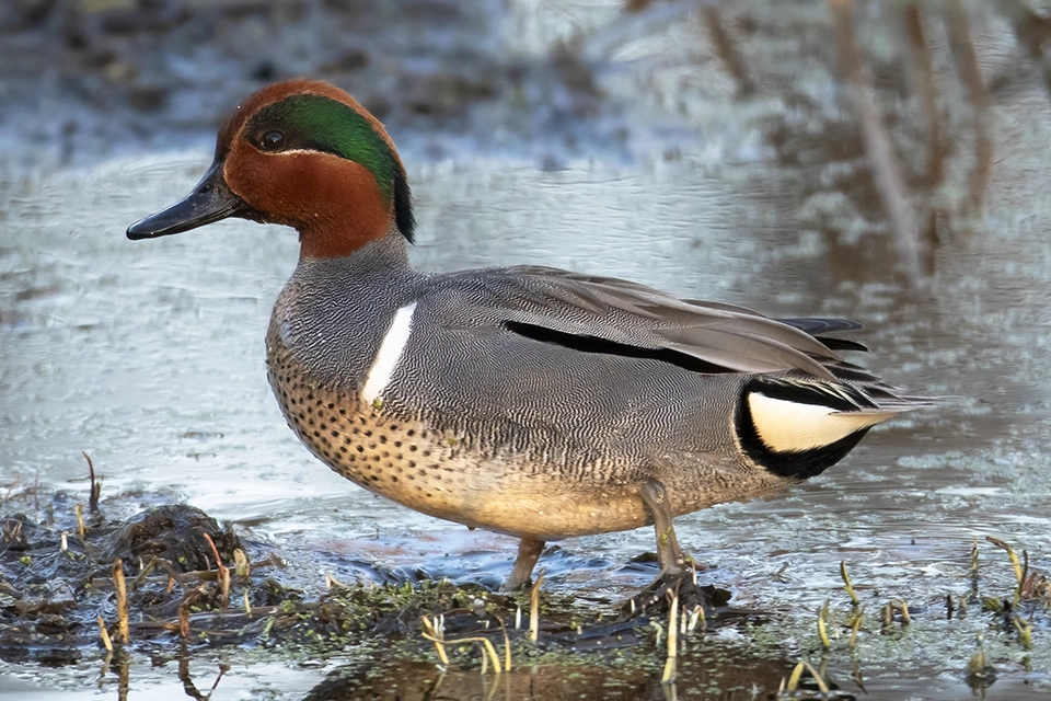 Animaux du Québec | Sarcelle d'hiver