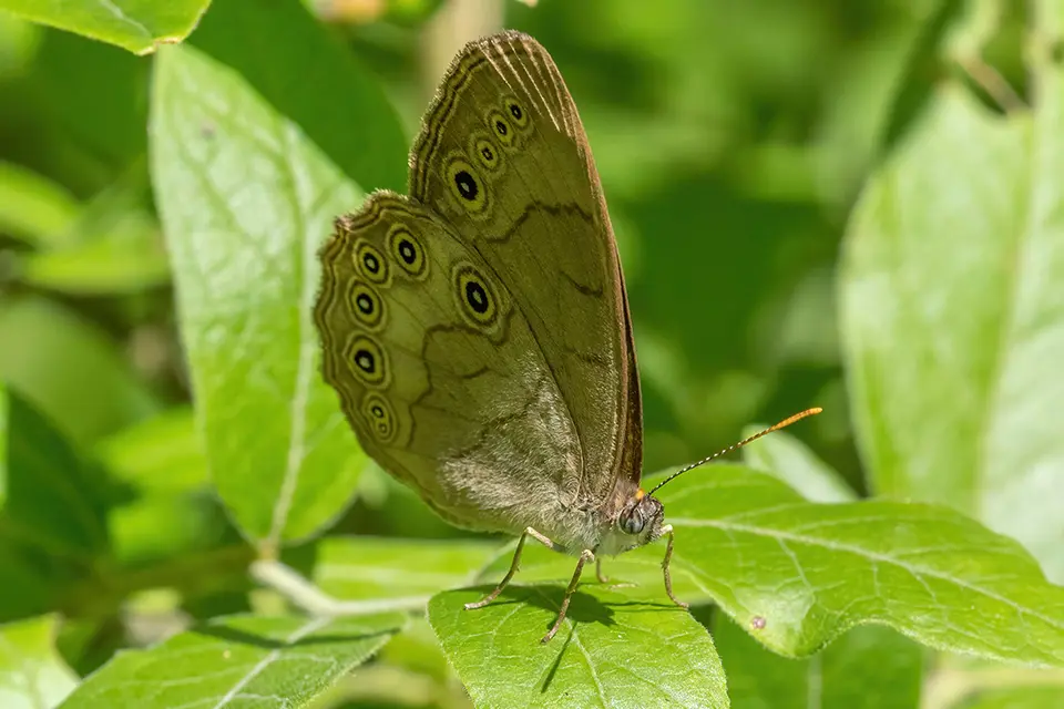 Animaux du Québec | Satyre ocellé
