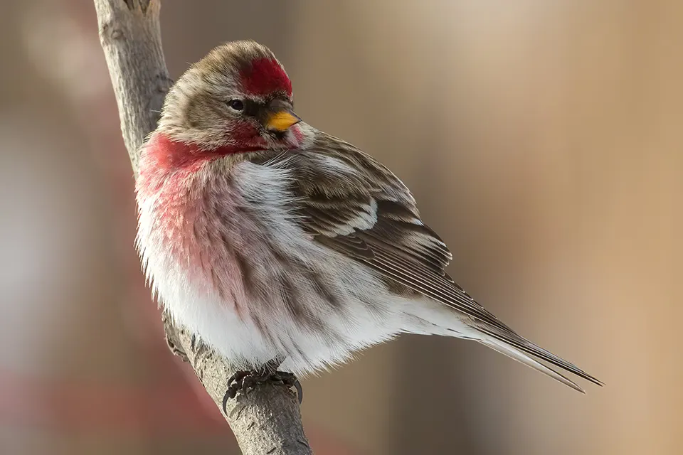 Animaux du Québec | Sizerin flammé