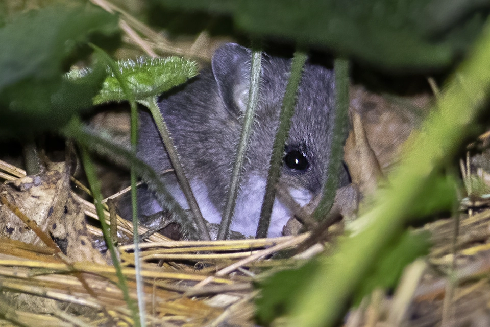 Animaux du Québec | Souris sylvestre