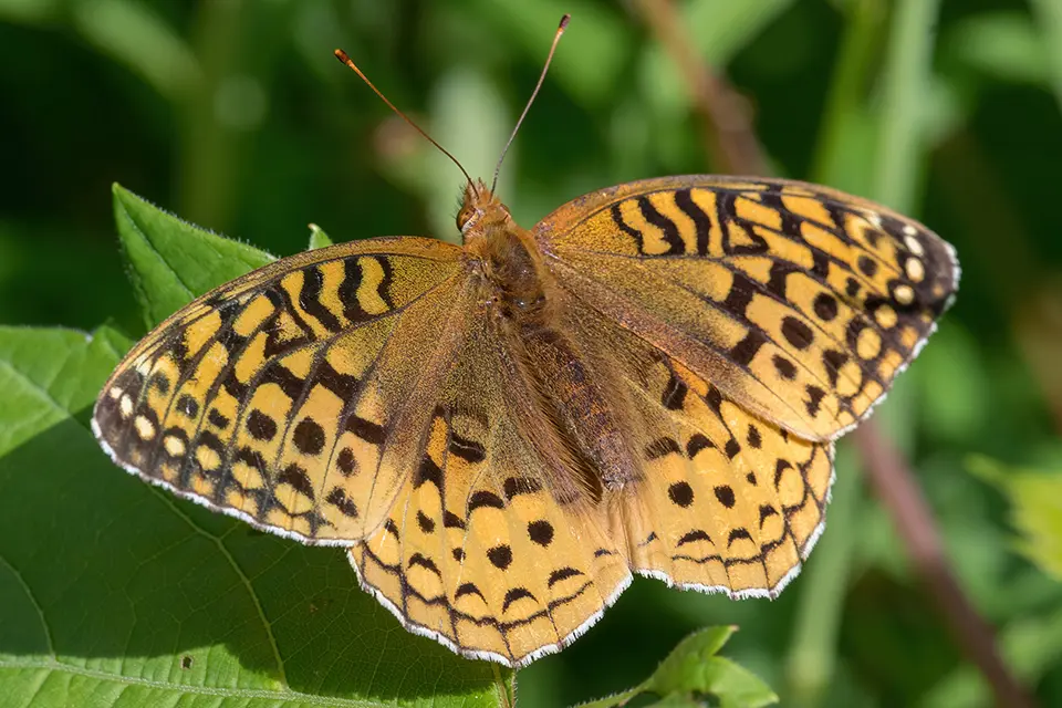 Animaux du Québec | Argynne aphrodite