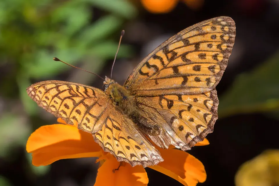 Animaux du Québec | Argynne de l'Atlantique