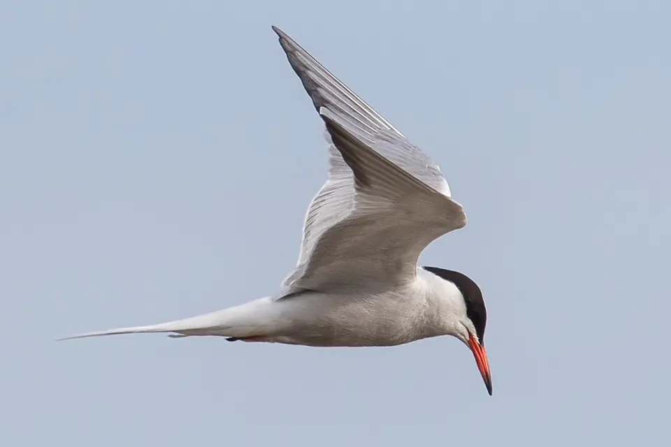 sterne-pierre-garin-common-tern