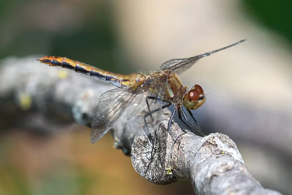 Animaux du Québec | Sympétrum éclaireur