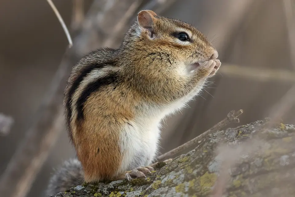 Animaux du Québec | Tamia rayé