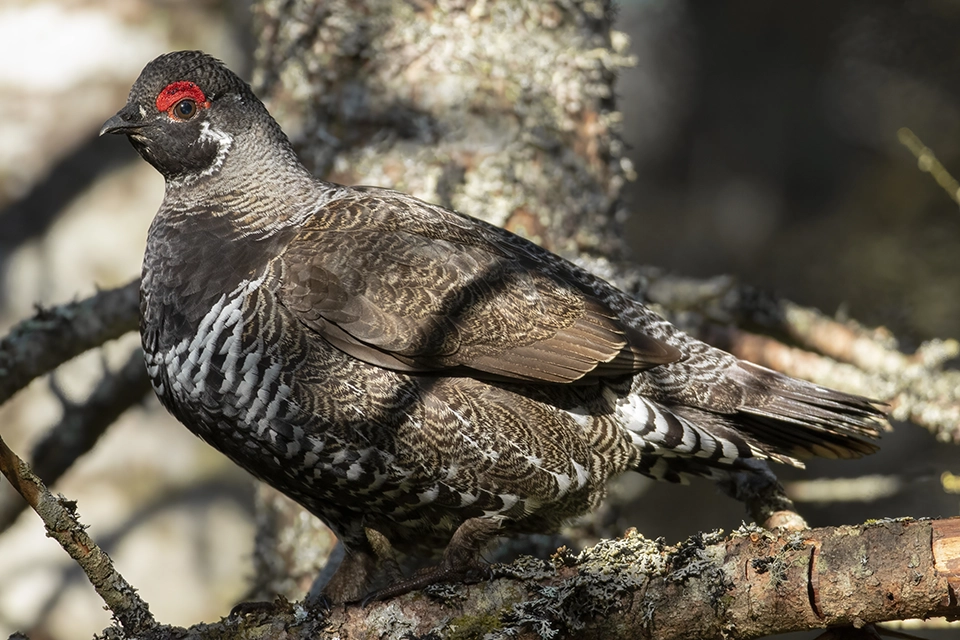 Animaux du Québec | Tétras du Canada