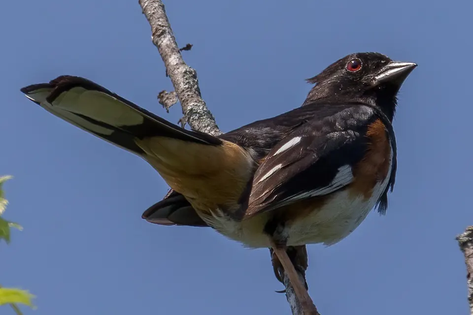 Animaux du Québec | Tohi à flancs roux