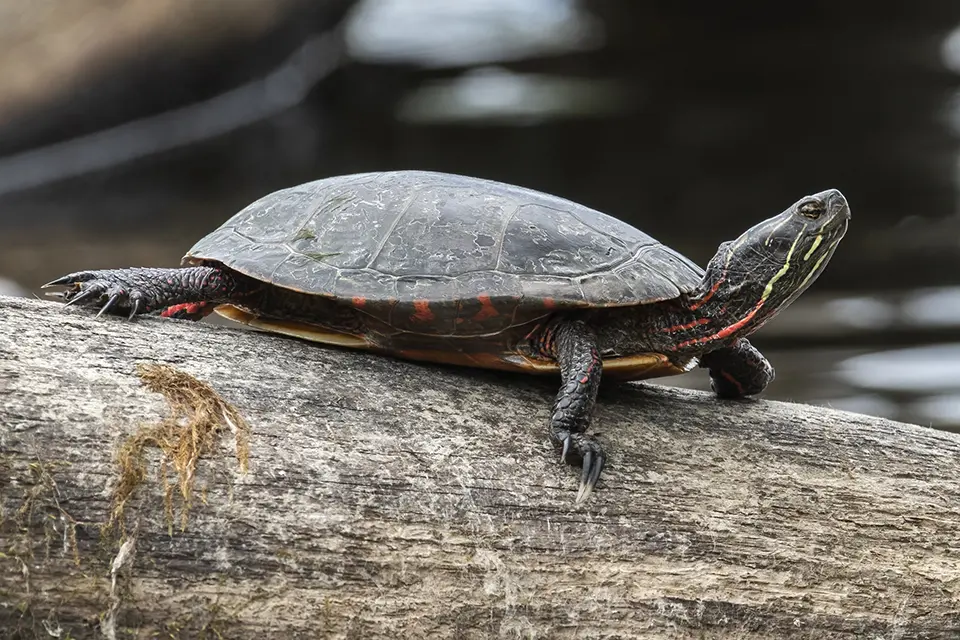 tortue-peinte-Eastern-painted-turtle