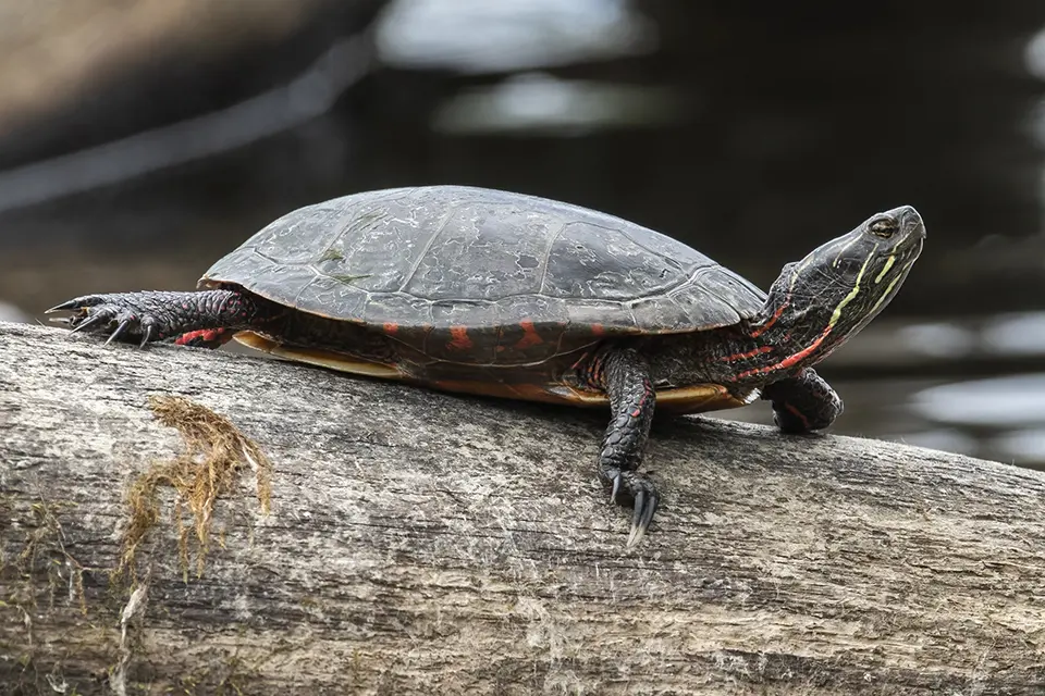Animaux du Québec | Tortue peinte