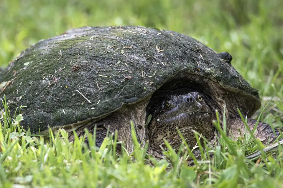 tortue-serpentine-common-snapping-turtle