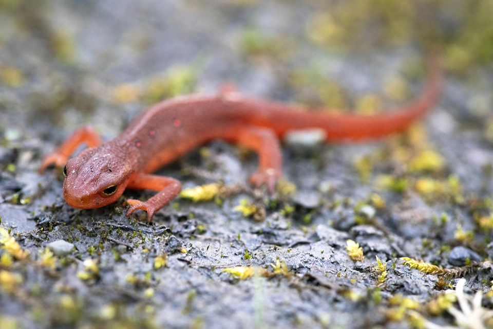 Animaux du Québec | Triton vert