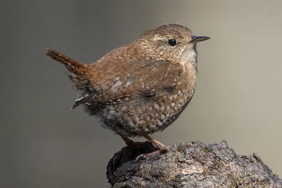 Animaux du Québec | Troglodyte des forêts