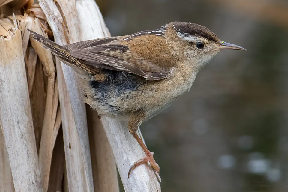 Animaux du Québec | Troglodyte des marais