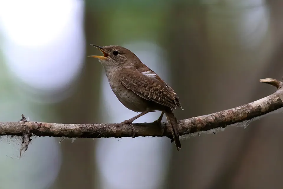 Animaux du Québec | Troglodyte familier