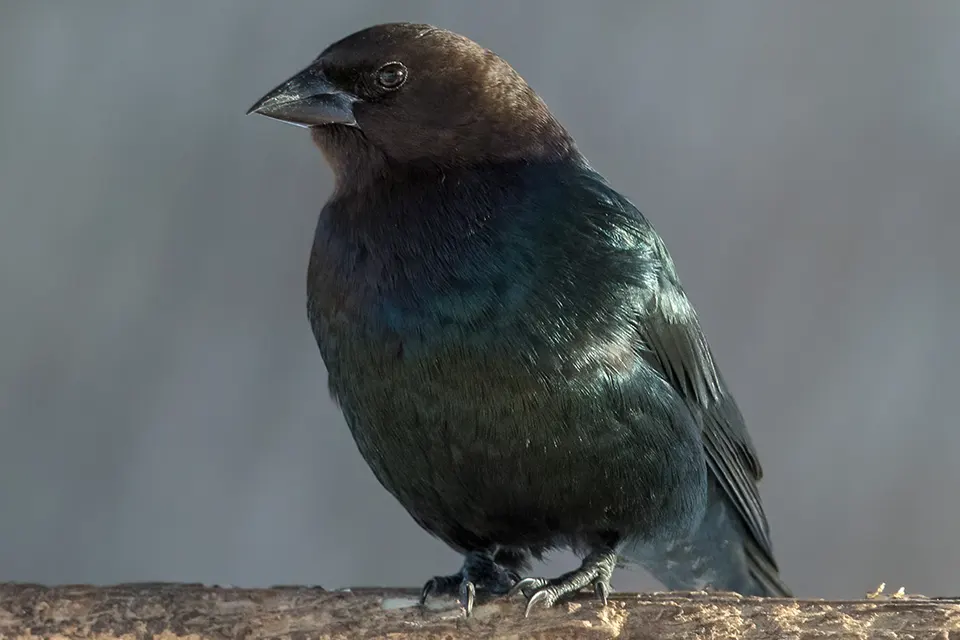 Animaux du Québec | Vacher à tête brune
