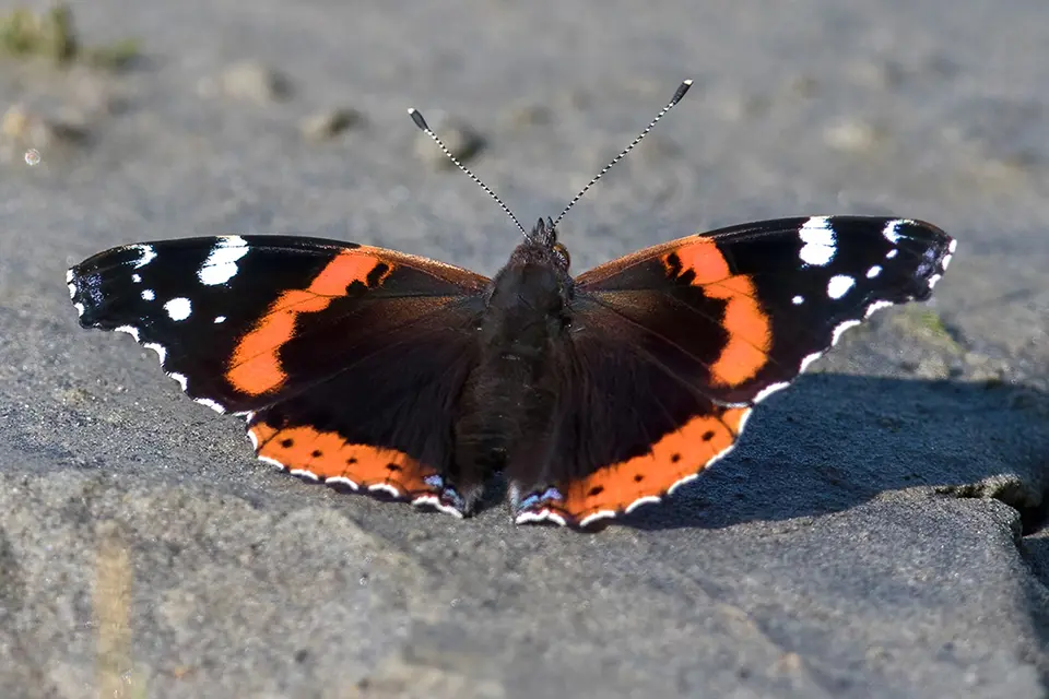 Animaux du Québec | Vulcain