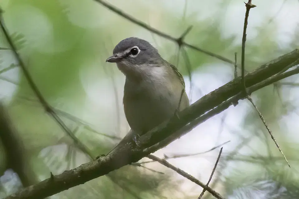 Animaux du Québec | Viréo à tête bleue