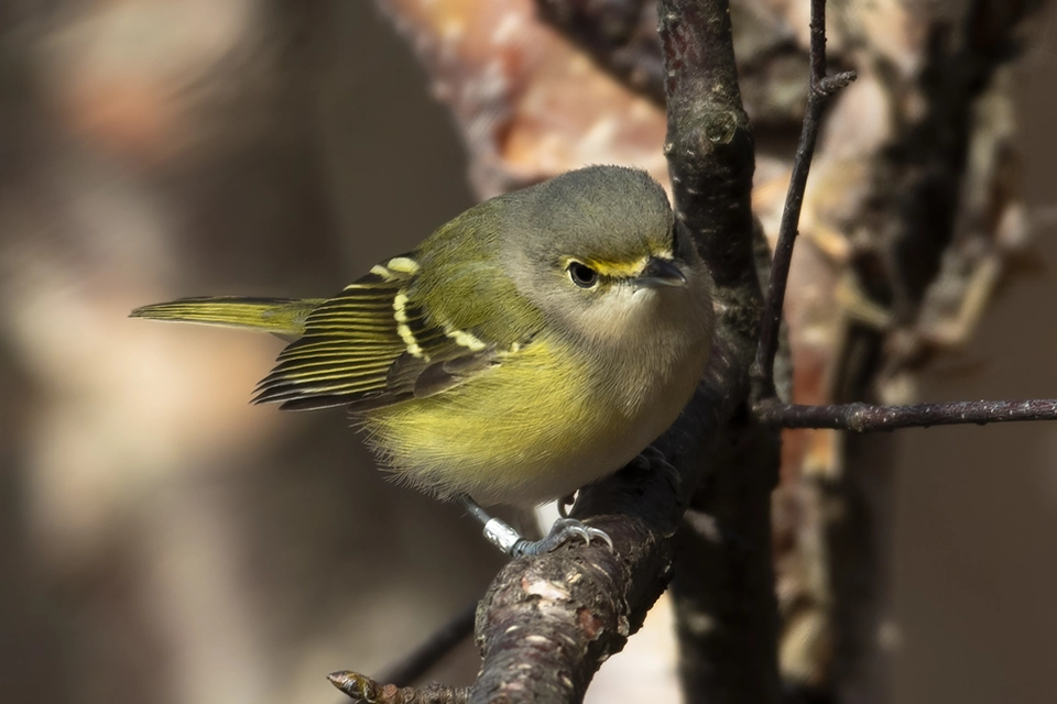 Animaux du Québec | Viréo aux yeux blancs