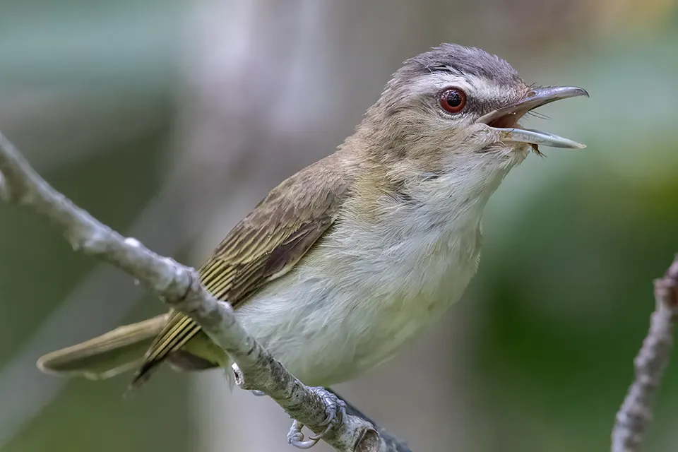 Animaux du Québec | Viréo aux yeux rouges