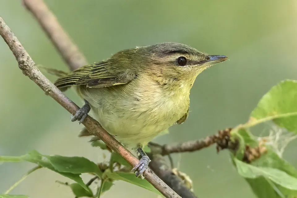Animaux du Québec | Viréo de Philadelphie