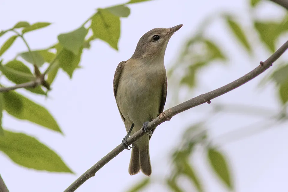 Animaux du Québec | Viréo mélodieux