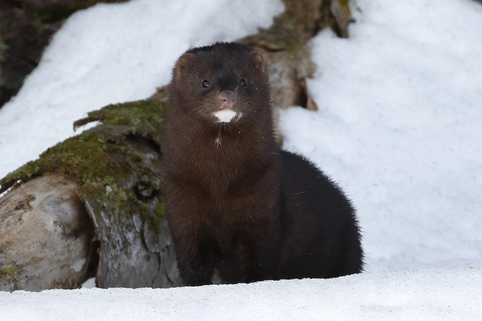 Animaux du Québec | Vison d'Amérique