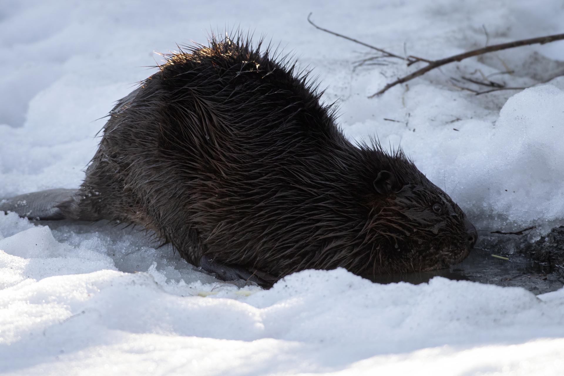 castor-du-canada-American-beaver
