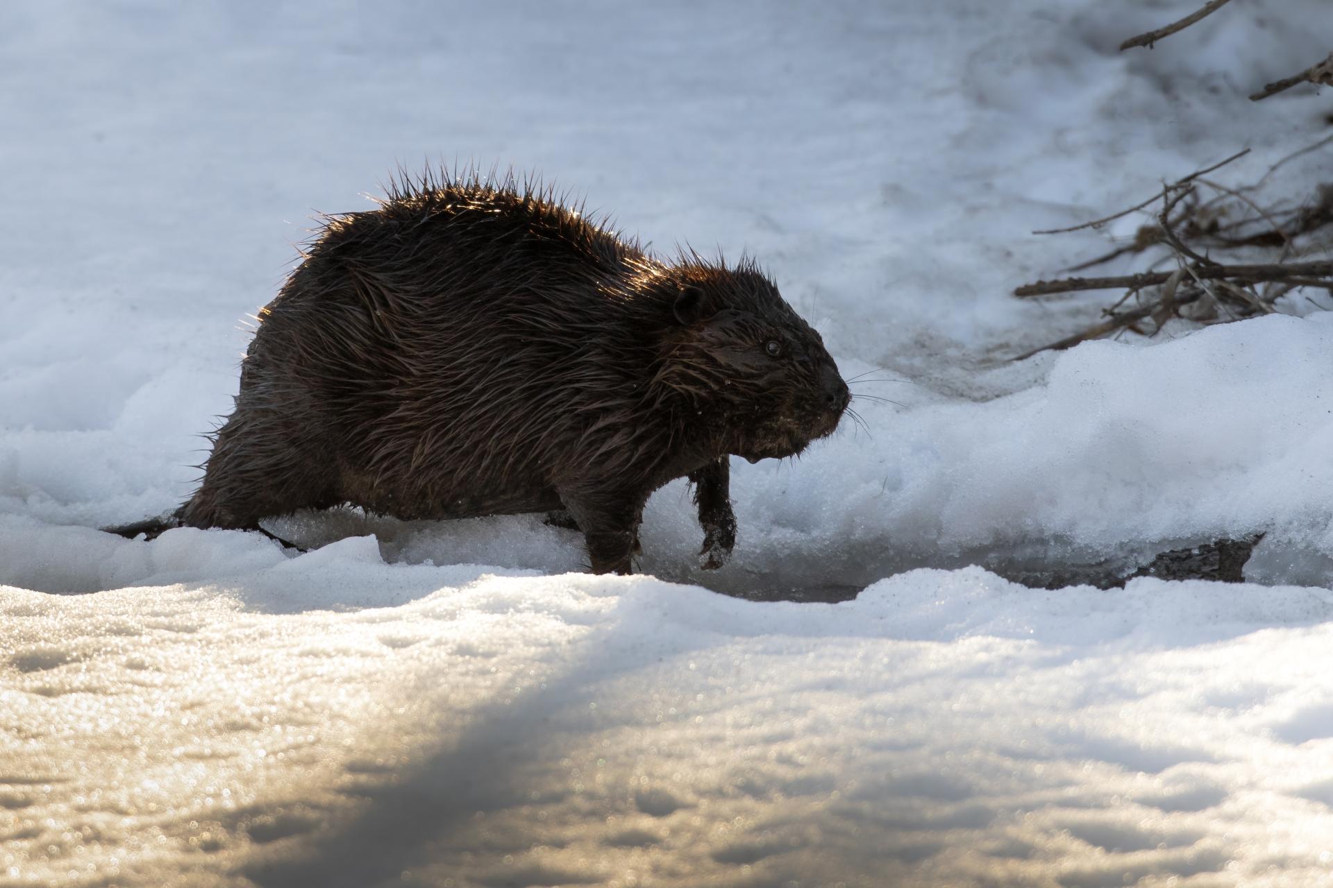 castor-du-canada-American-beaver