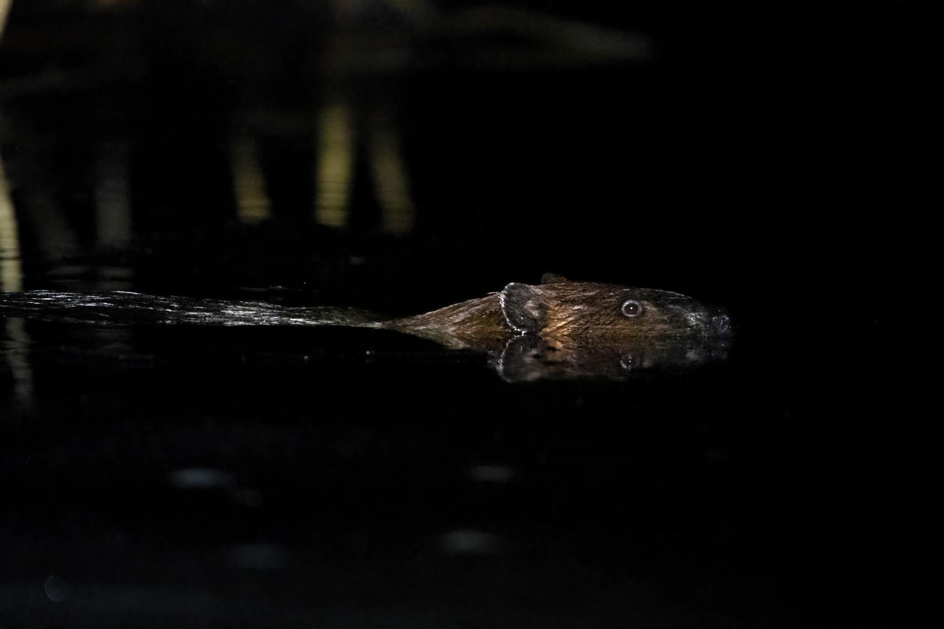 castor-du-canada-American-beaver