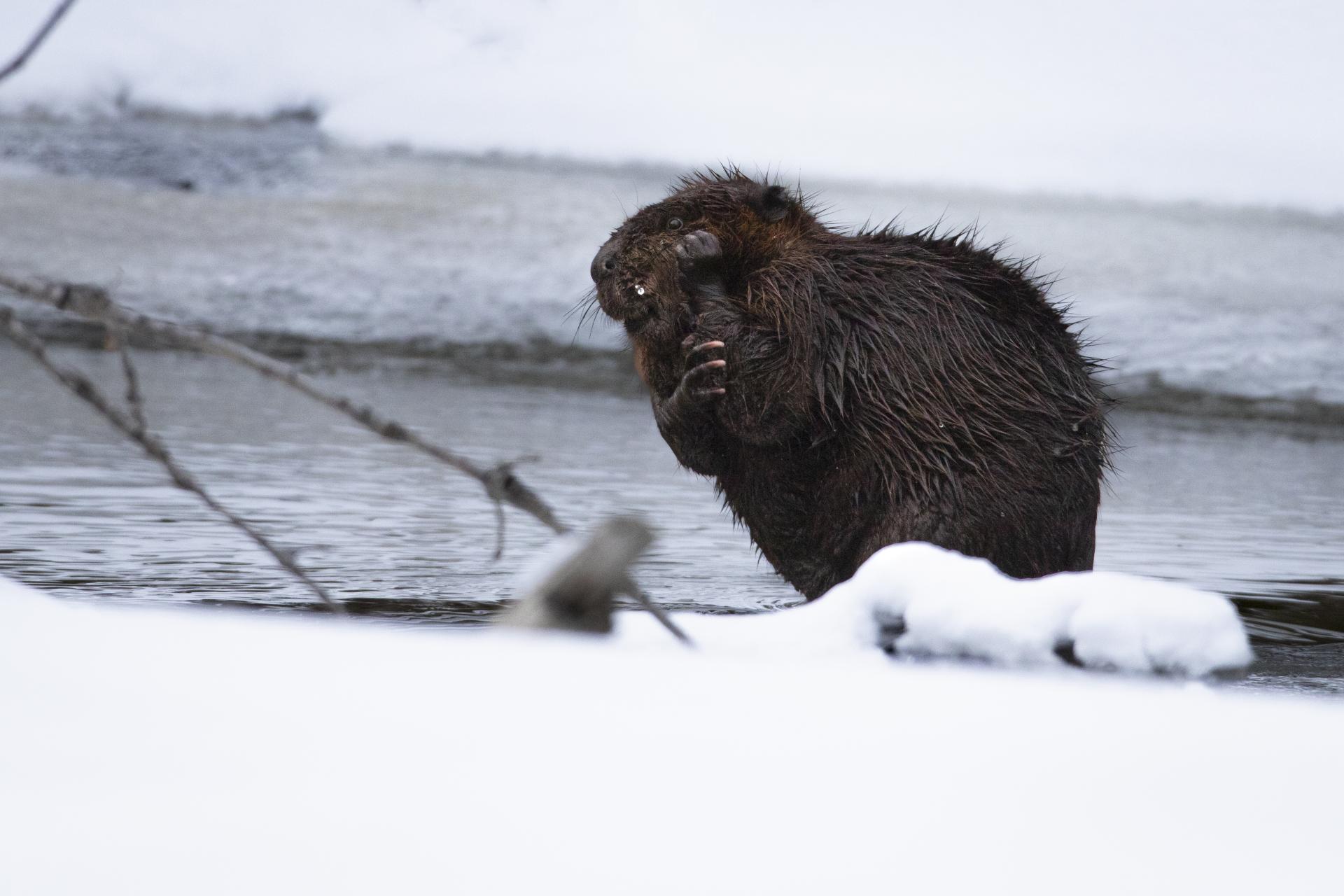 castor-du-canada-American-beaver