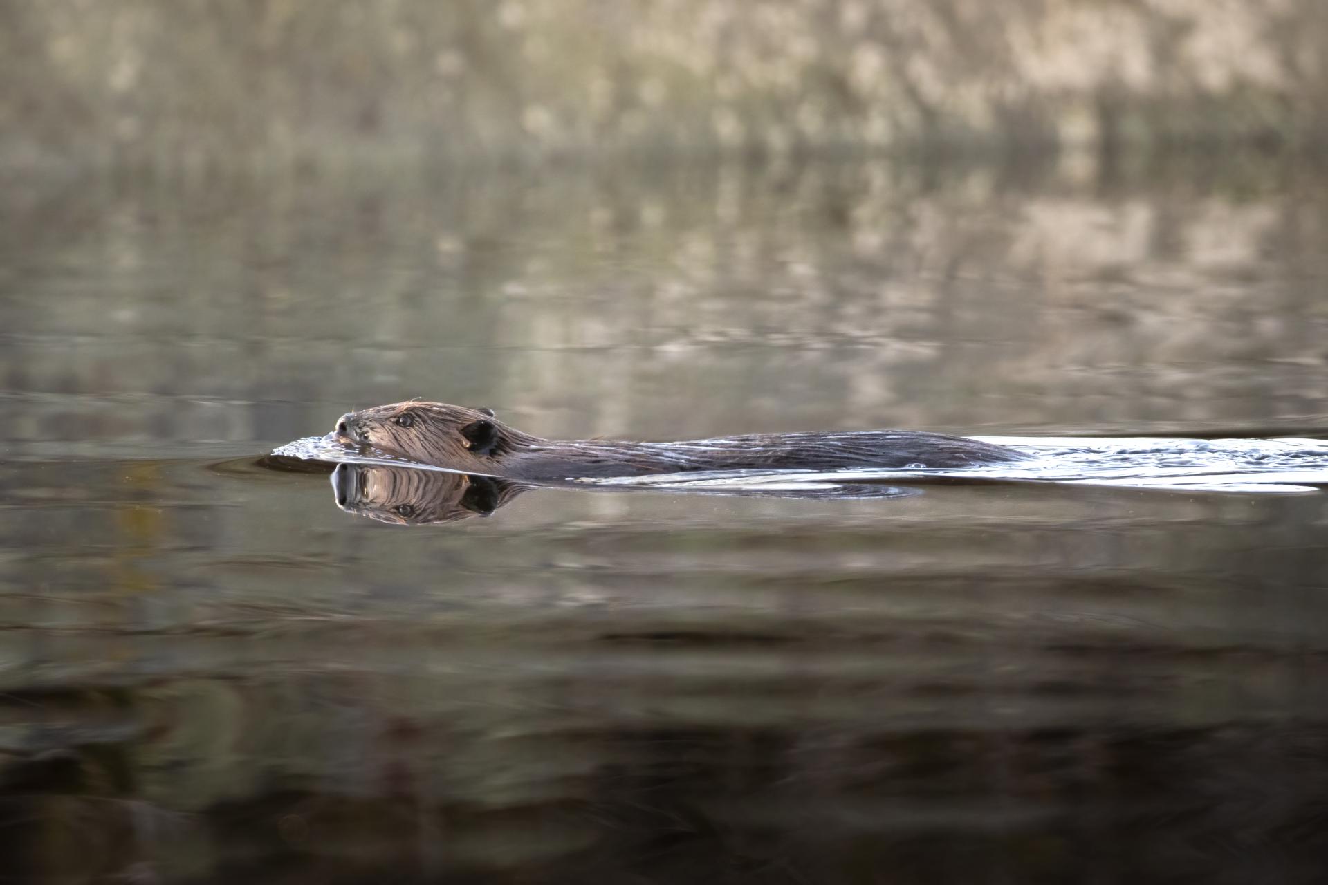 castor-du-canada-American-beaver