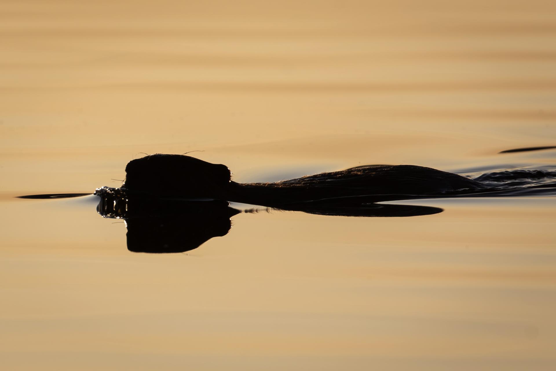 castor-du-canada-American-beaver