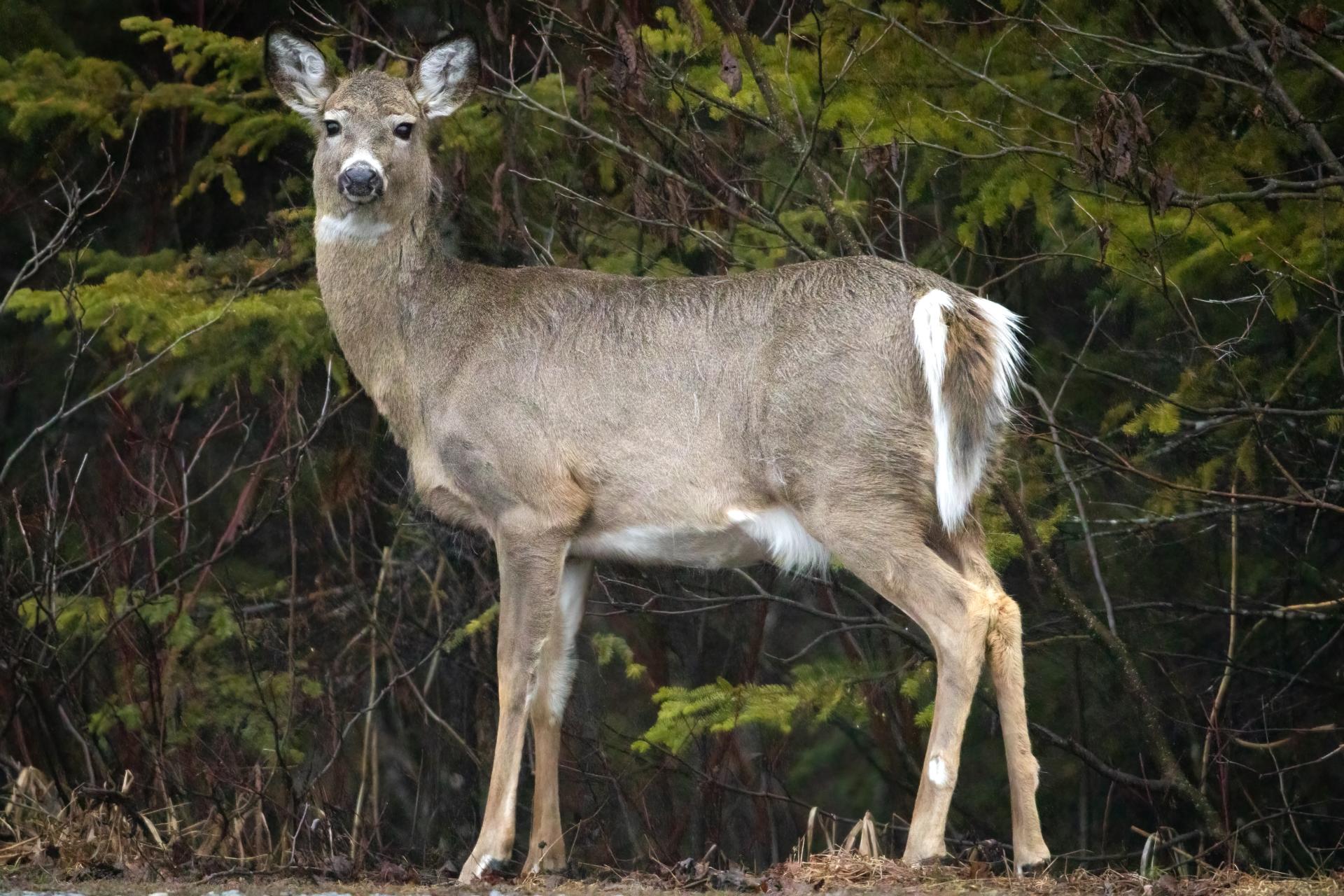 cerf-de-virginie-white-tailed-deer
