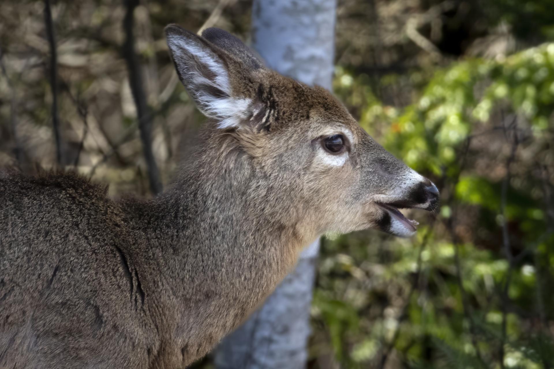cerf-de-virginie-white-tailed-deer