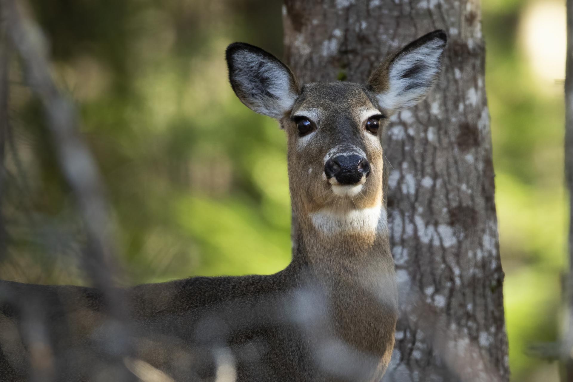 cerf-de-virginie-white-tailed-deer