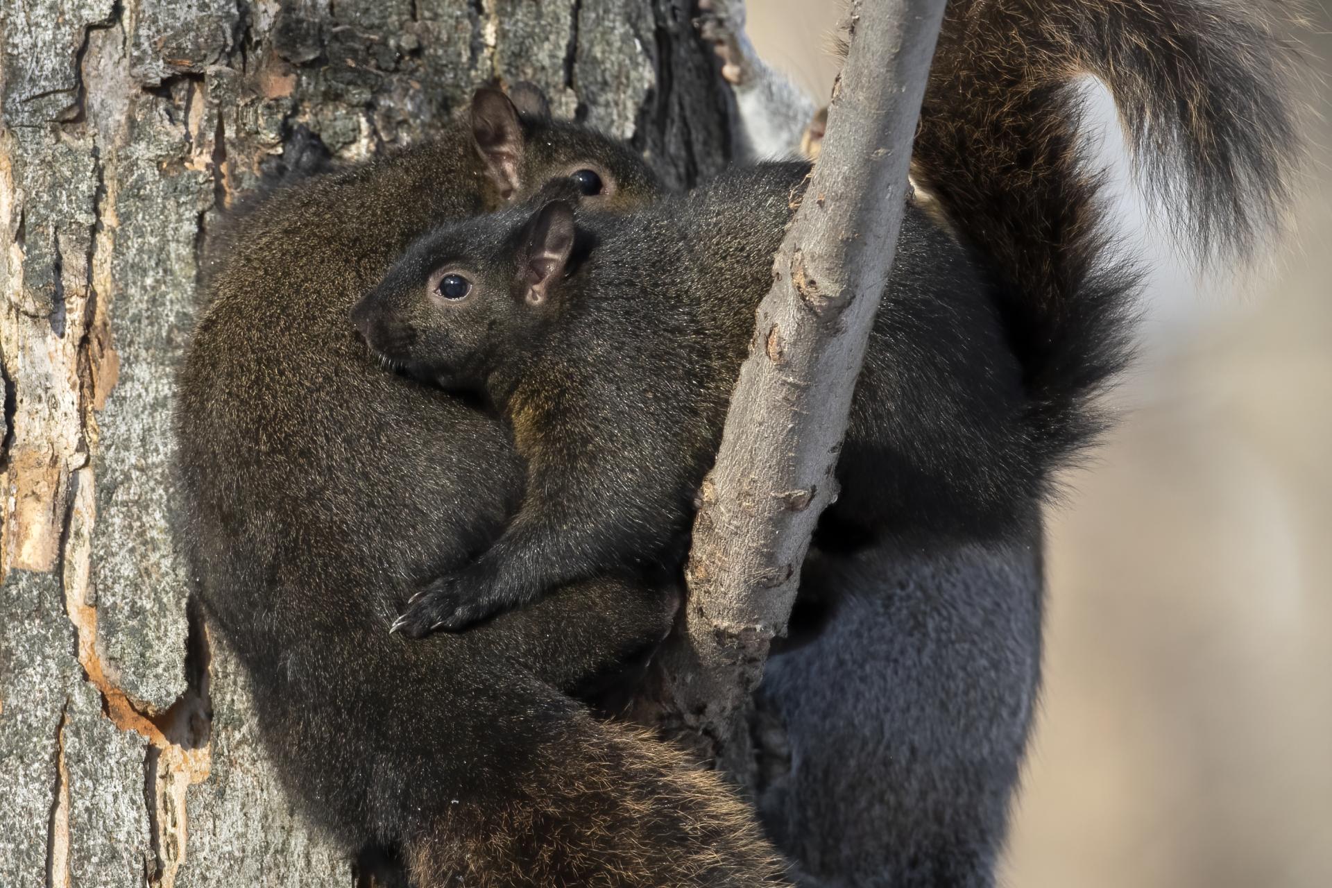 ecureuil-gris-Eastern-grey-squirrel
