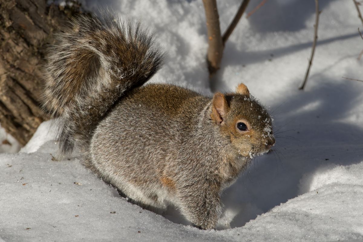 ecureuil-gris-Eastern-grey-squirrel