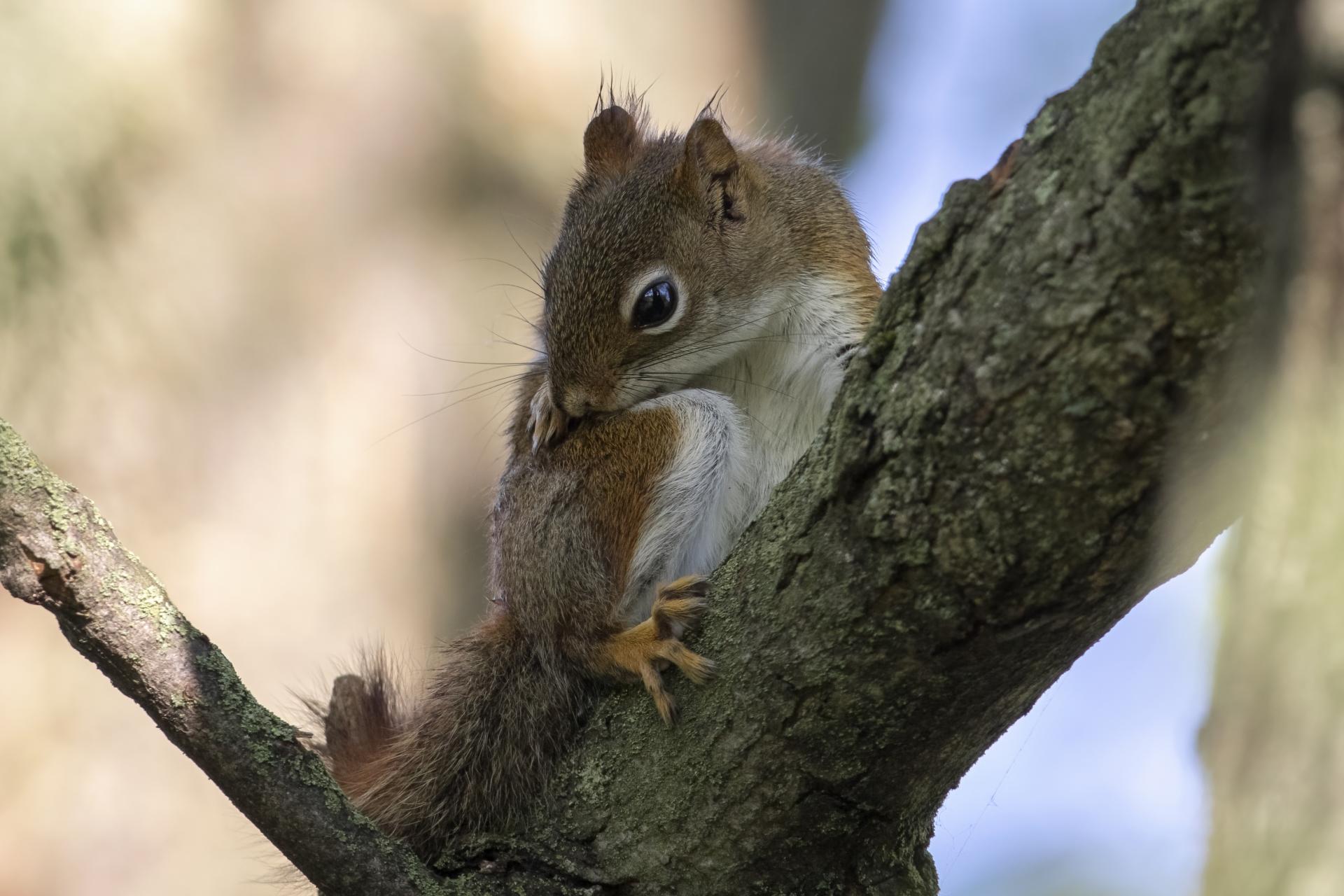 ecureuil-roux-American-red-squirrel