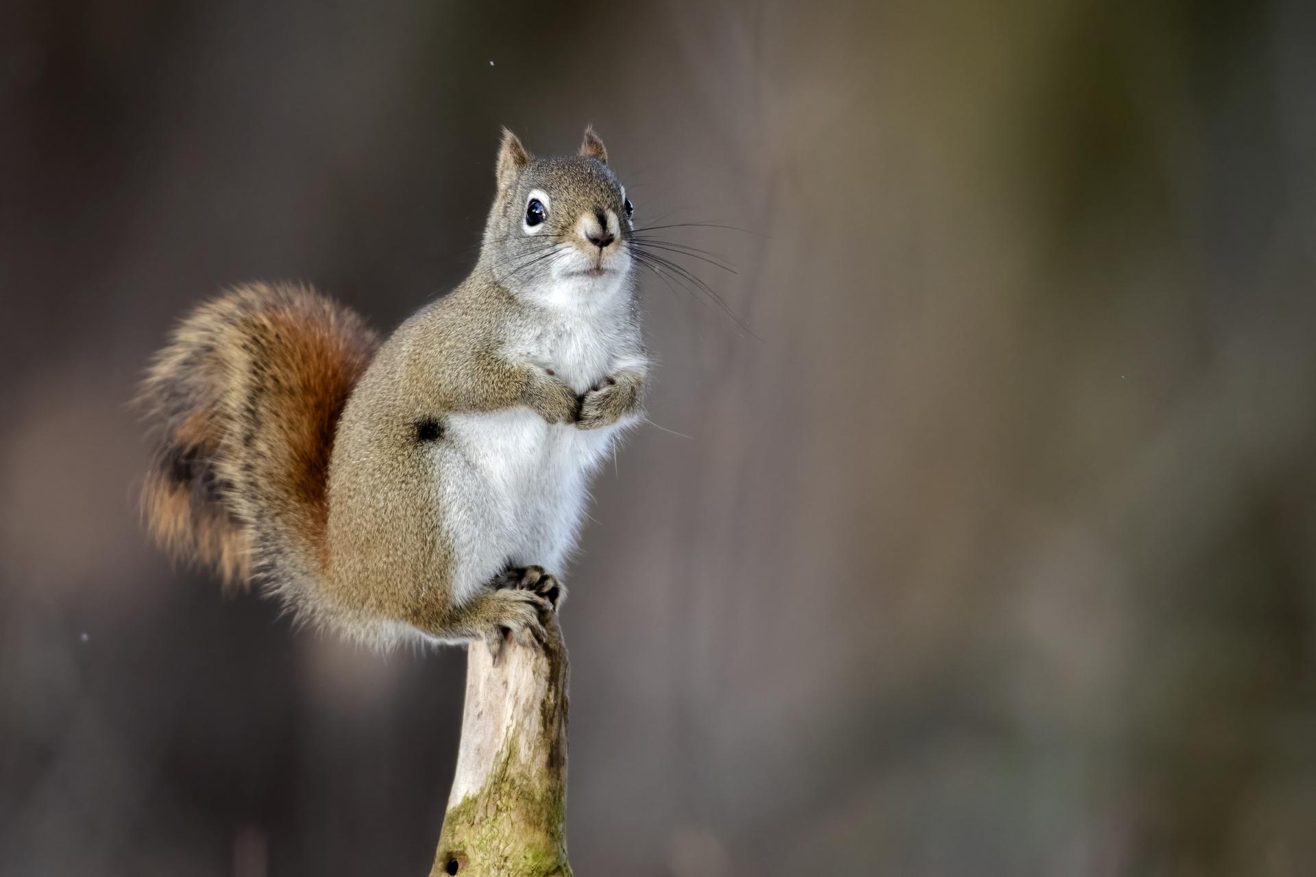 ecureuil-roux-American-red-squirrel
