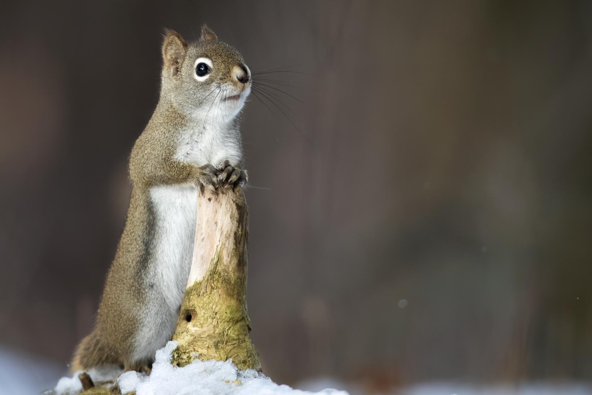 ecureuil-roux-American-red-squirrel