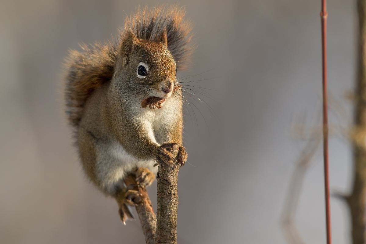 ecureuil-roux-American-red-squirrel