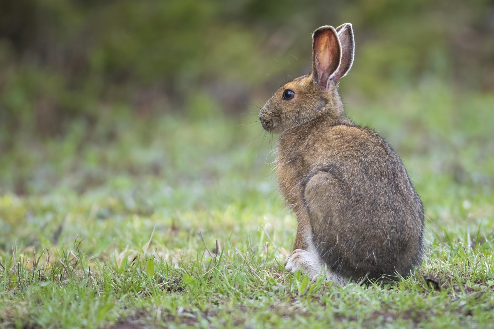 lievre-d-amerique-snowshoe-hare