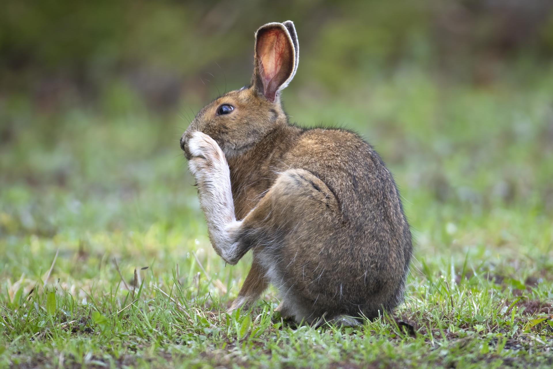 lievre-d-amerique-snowshoe-hare