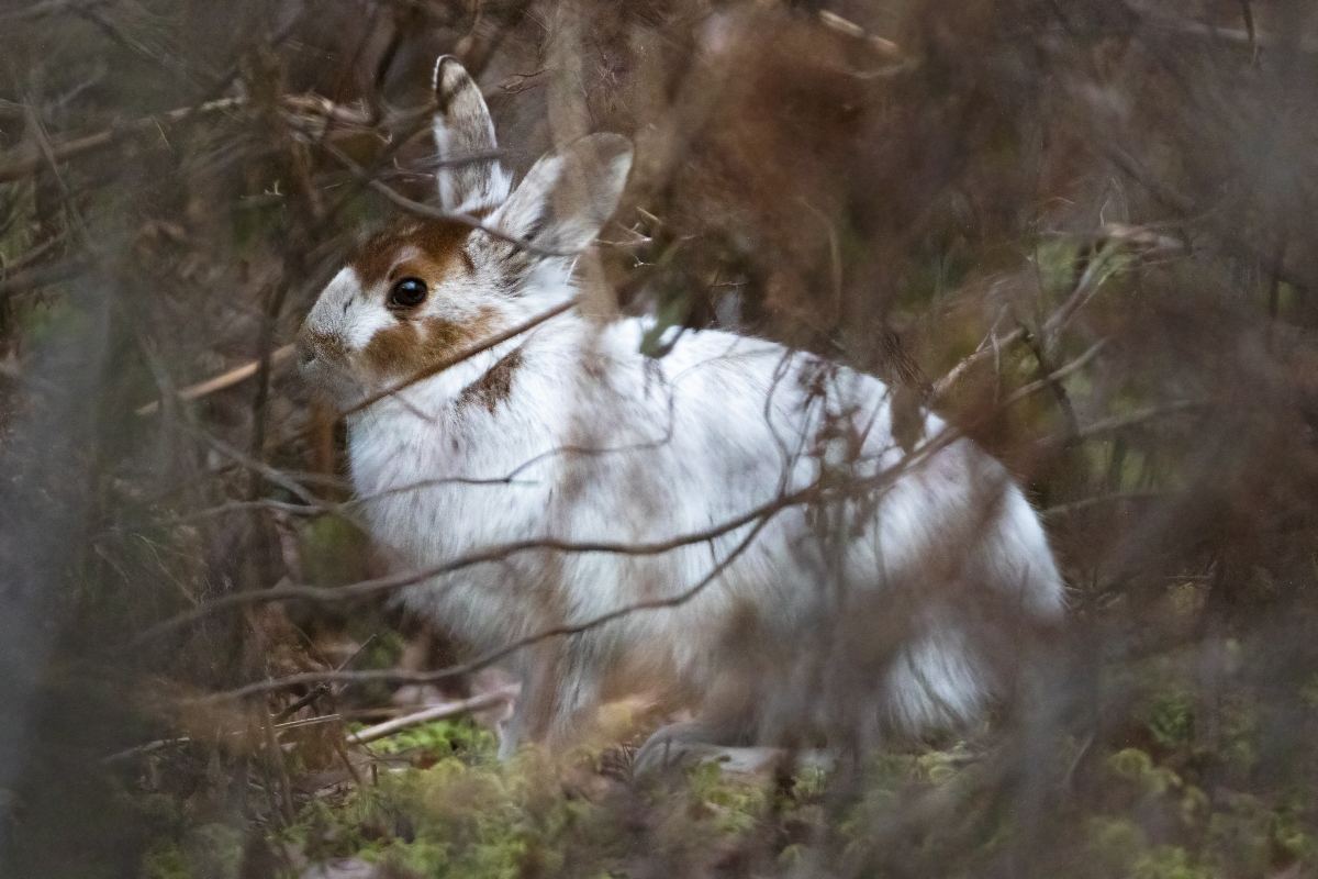 lievre-d-amerique-snowshoe-hare
